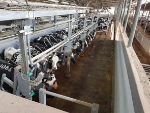 安樂(lè)福2019以色列奶牛高產(chǎn)探索之旅正式啟動(dòng) 科技引領(lǐng)，共筑高效養(yǎng)殖新篇章